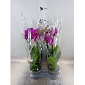 Phalaenopsis  'Tying S Black Bear'