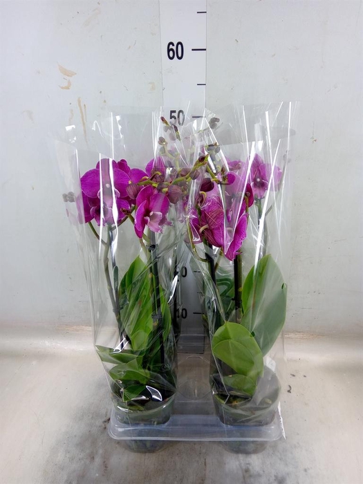 <h4>Phalaenopsis 'Tying S Black Bear'</h4>