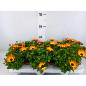 Osteospermum  'Summer Daisys Alex'