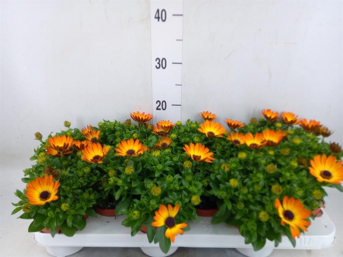 <h4>Osteospermum  'Summer Daisys Alex'</h4>