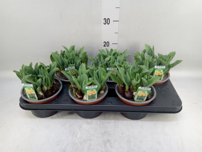 <h4>Tulipa DU   ...</h4>