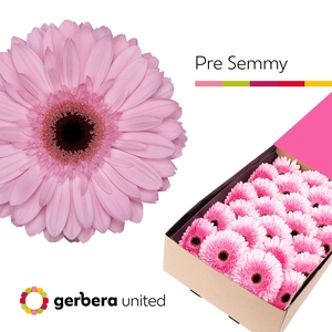 Gerbera Pre-Semmy Doos