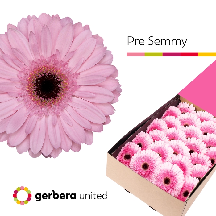 <h4>Gerbera Pre-Semmy Doos</h4>