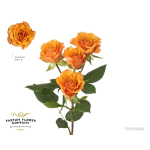 R Tr Garden Safran Smile