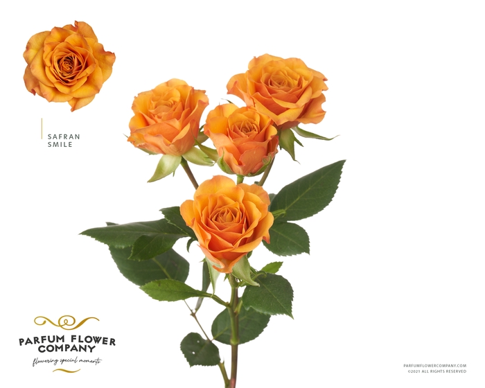 <h4>Rosa Spray Garden Safran Smile</h4>