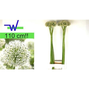 Allium Mount Everest