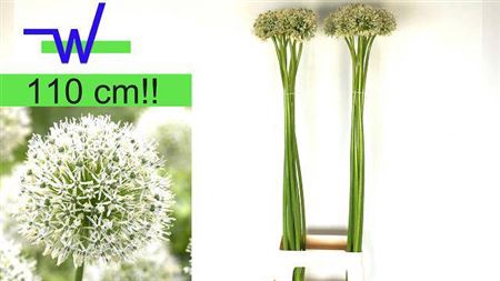 <h4>Allium Mount Everest</h4>