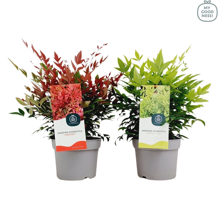 <h4>Nandina domestica Mix P17</h4>