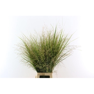 Siergras Panicum Vi Northwind