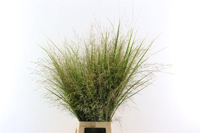 <h4>Siergras Panicum Vi Northwind</h4>