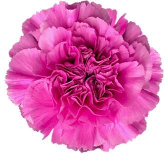 <h4>Di St Farida</h4>