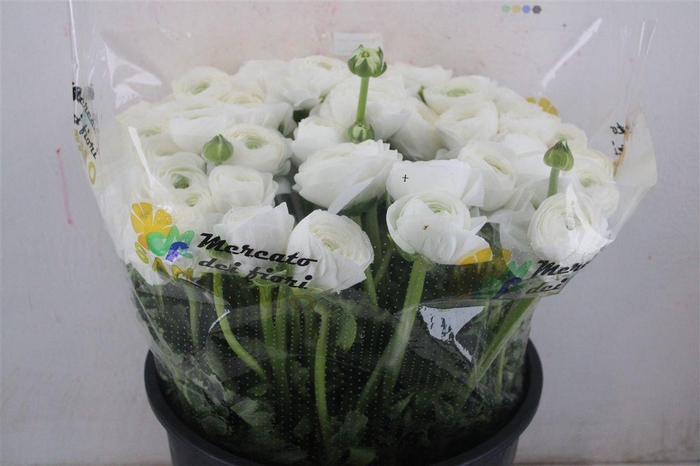 <h4>Ran Cloni Sup Cover</h4>