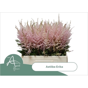 ASTIL AR ERIKA