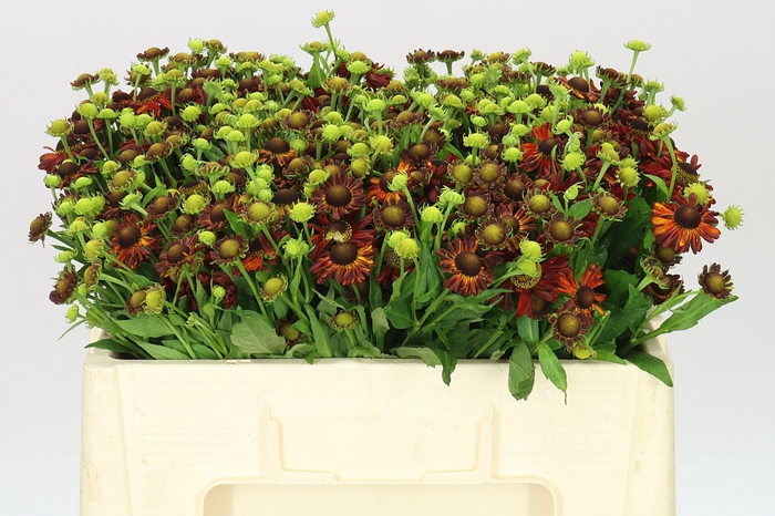 <h4>Helenium Ov Red</h4>
