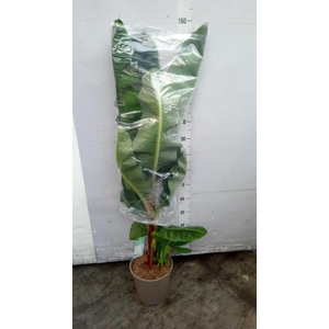 Musa  'Dwarf Cavendish'