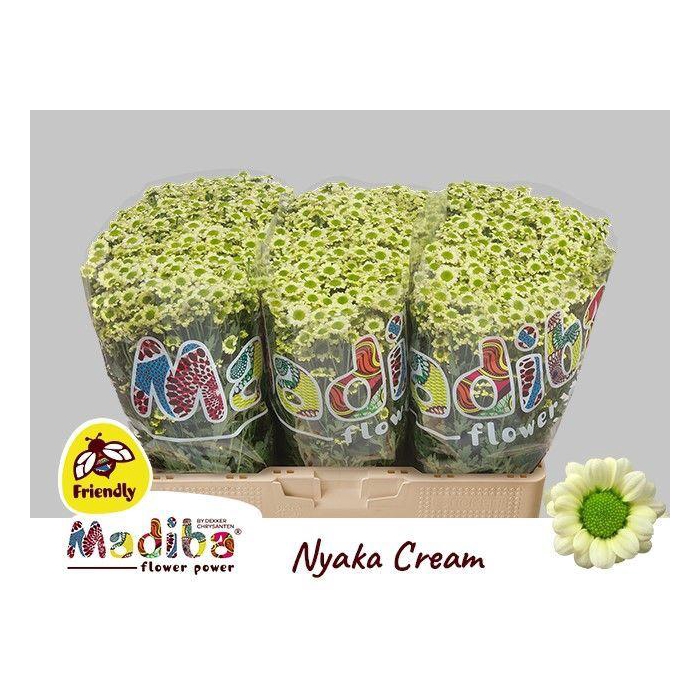 <h4>CHR S MAD NYAKA CREA</h4>