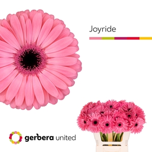 Ge Gr Joyride - Gerbera United