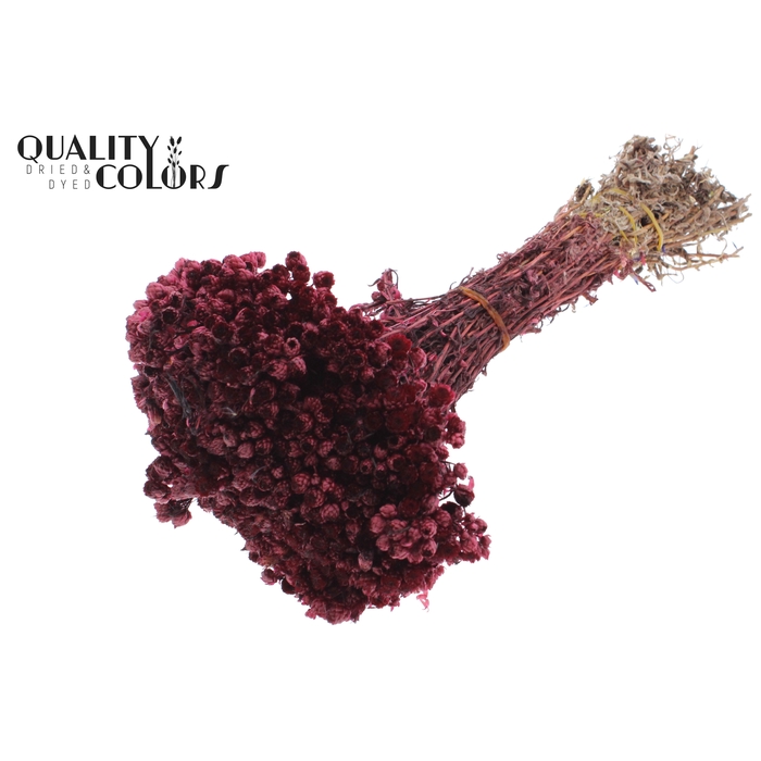 <h4>Immortelle per bunch Burgundy</h4>