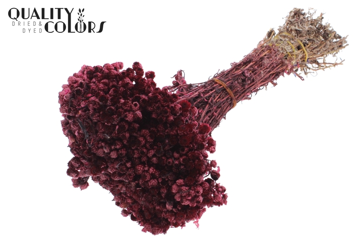 Immortelle per bunch Burgundy