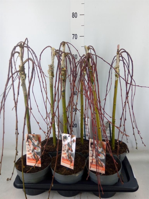 Salix caprea 'Kilmarnock'