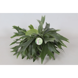 Platycerium Bifurcatum