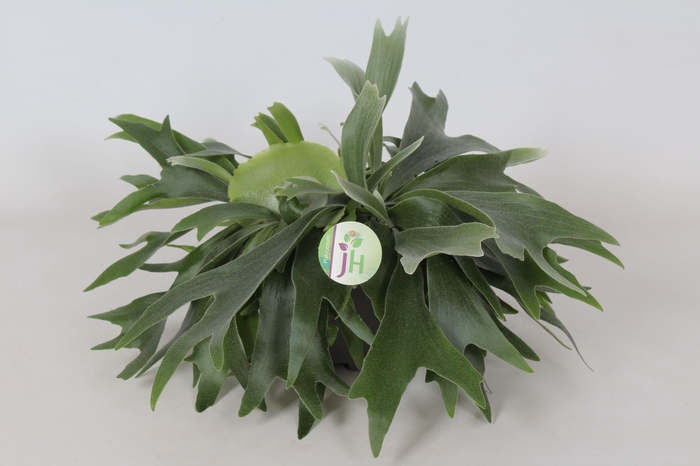 <h4>Platycerium Bifurcatum</h4>