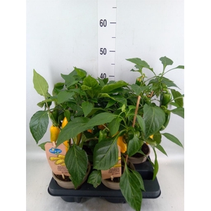 Capsicum annuum   ...paprika