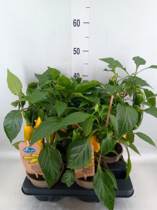 <h4>Capsicum annuum   ...paprika</h4>