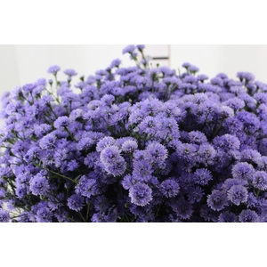 ASTER D. PLUS 060 CM MIN 20 GRAMAS