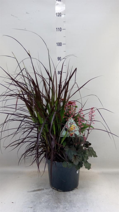 <h4>Vaste pltn   ...       [Perennials]</h4>