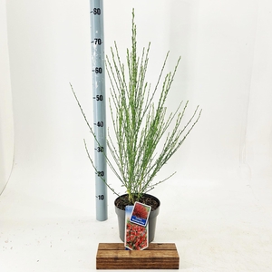 Cytisus praecox 'Boskoop Ruby'