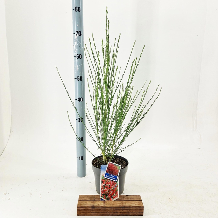 <h4>Cytisus praecox 'Boskoop Ruby'</h4>