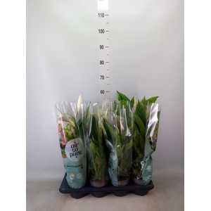 Spathiphyllum  'Strauss'