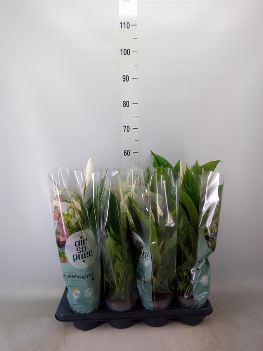 <h4>Spathiphyllum  'Strauss'</h4>