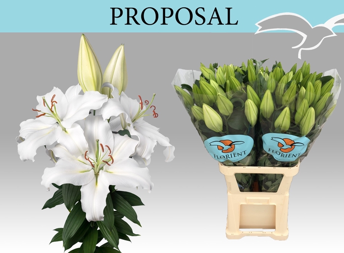 LI OR PROPOSAL