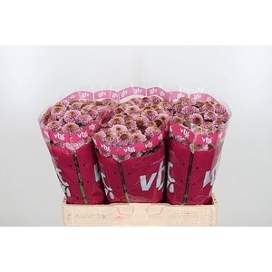 CHR S AAA DORIA PINK