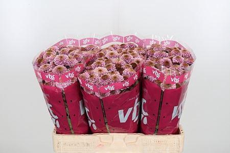 <h4>CHR S AAA DORIA PINK</h4>