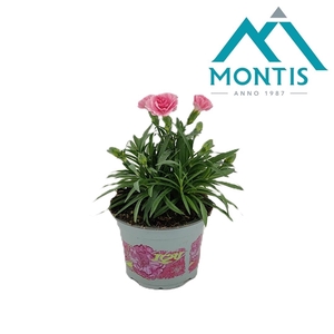 Dianthus I 'Love' You 10.5 cm