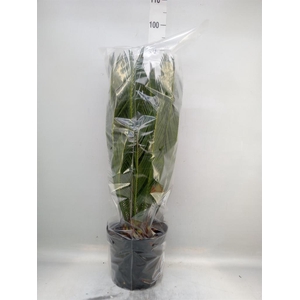 Cycas revoluta