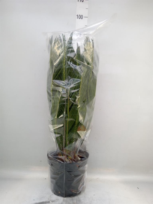 <h4>Cycas revoluta</h4>