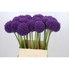 Allium Ambassador