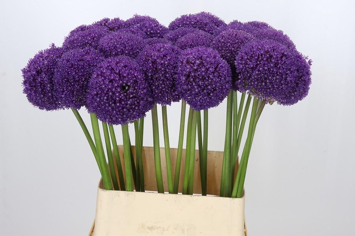 <h4>Allium Ambassador</h4>