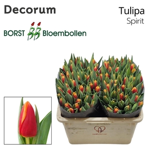 Tulipa si spirit