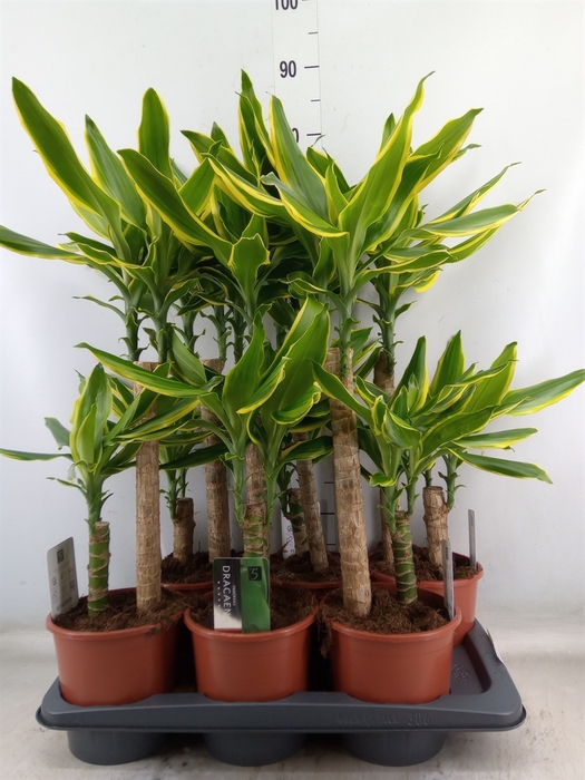 <h4>Dracaena frag. 'Golden Coast'</h4>