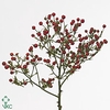 Rosa Coffe Fruitilia