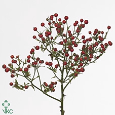 Rosa Coffe Fruitilia
