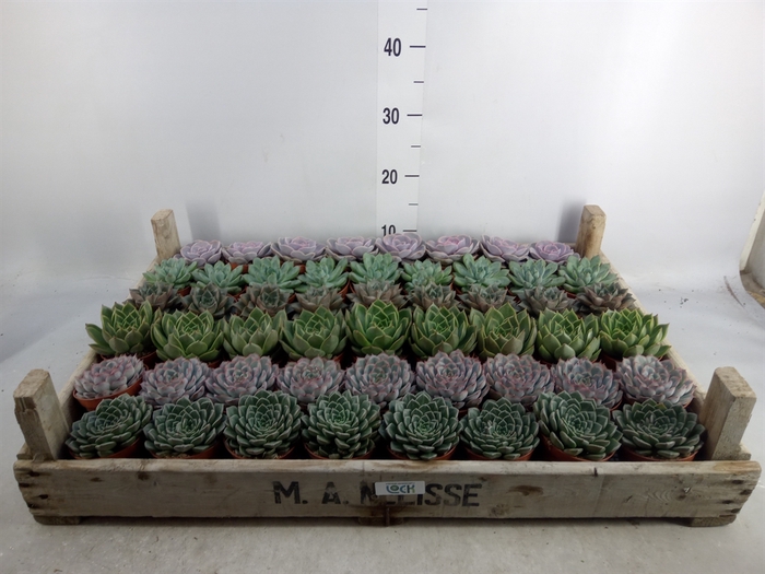 <h4>Echeveria   ...</h4>