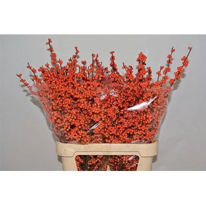 Ilex Ve La Range 85cm