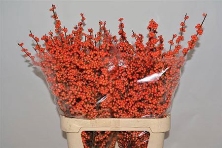 <h4>Ilex Ve La Range 85cm</h4>