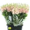 MATTH INCANA IRON APRICOT EXTRA